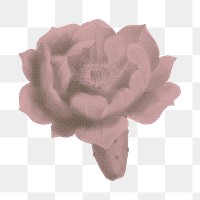 Cactus flower png sticker, retro pink halftone design in comic aesthetic