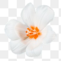 Botanical png sticker, flower design in transparent background