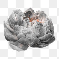 Peony sticker png, flower collage element in transparent background