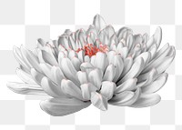 Png chrysanthemum collage element, flower, floral design in transparent background