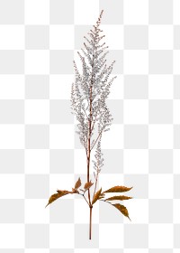 Chinese astilbe sticker png, flower collage element in transparent background