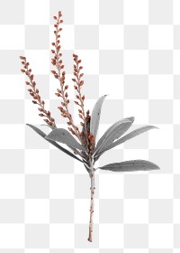 Flower buds branch sticker png, floral collage element in transparent background