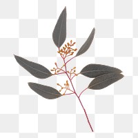 Botanical png sticker, leaf design in transparent background