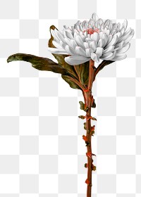 Png chrysanthemum flower collage element, floral design in transparent background
