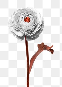 Png persian buttercup sticker, flower collage element in transparent background