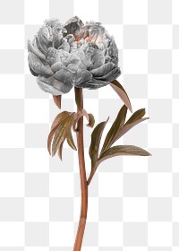 Peony sticker png, flower collage element in transparent background