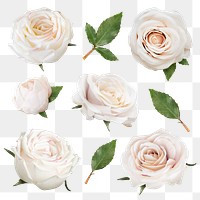 Png roses flower stickers, botanical collage element set, transparent background