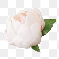 Png white rose flower sticker, floral design in transparent background