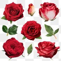 Png roses flower stickers, botanical collage element set, transparent background