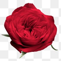 Png red rose flower sticker, floral design in transparent background