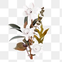 Flowers png sticker, greige aesthetic botanical design in transparent background