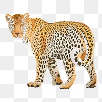 Leopard png illustration sticker, safari wild animal, transparent background