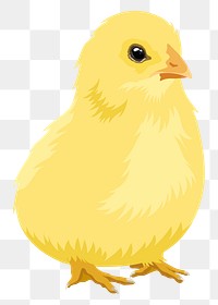 Baby chick png illustration sticker, transparent background