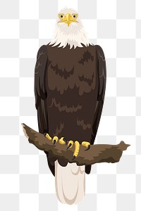 Bald eagle png illustration, bird clipart sticker, USA symbol, transparent background