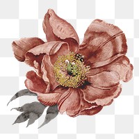 Vintage flower png collage sticker, transparent background