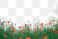 Flower field png border, red poppy transparent background