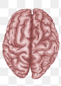 Brain png sticker, human organ  transparent background