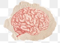 Brain png sticker, ripped paper transparent background