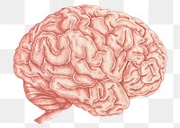 Pink brain png sticker, human organ transparent background