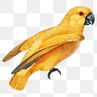 Yellow bird png sticker, animal transparent background