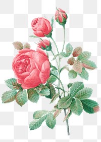 Rose flower png sticker, botanical transparent background