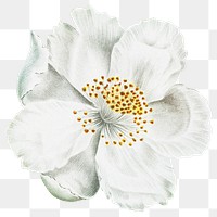 Jasmine png sticker, white flower transparent background