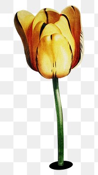 Yellow tulip png sticker, flower transparent background