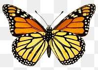 Monarch butterfly png sticker, insect transparent background