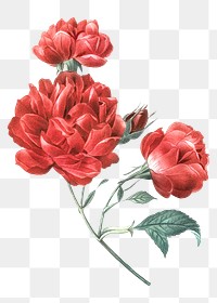 Red rose png sticker, flower  transparent background