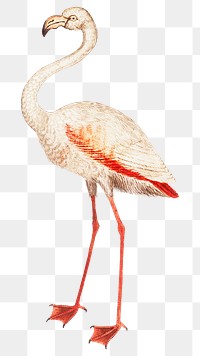 White flamingo png sticker, animal transparent background