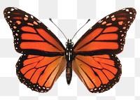 Monarch butterfly png sticker, insect transparent background