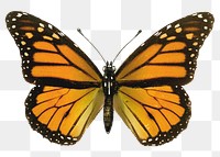 Yellow butterfly png sticker, insect transparent background