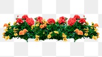 Flower bed png sticker, botanical  transparent background