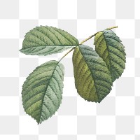 Green leaf png sticker, nature transparent background