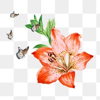 Red lily png sticker,  flower transparent background