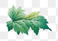 Green leaf png sticker, nature transparent background