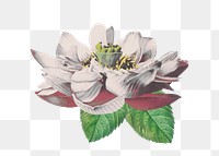 White lotus png sticker, flower transparent background