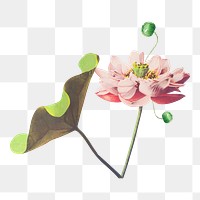 Pink lotus png sticker, botanical transparent background