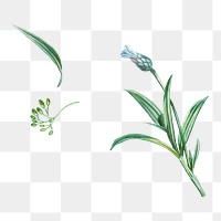 Blue flower png sticker, botanical transparent background