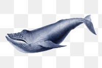 Humpback whale png sticker, animal transparent background