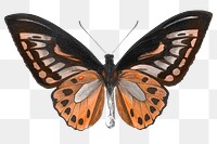 Brown butterfly png sticker, insect transparent background