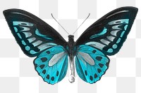 Blue butterfly png sticker, insect transparent background