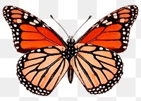 Red butterfly png sticker, insect transparent background