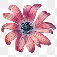 Red flower png sticker, botanical transparent background