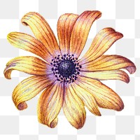 Yellow flower png sticker, botanical transparent background