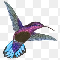 Purple Hummingbird png sticker, animal transparent background