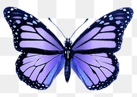 Purple butterfly png sticker, insect transparent background