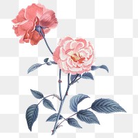 Pink rose png sticker, botanical transparent background