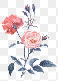 Rose png sticker, botanical transparent background