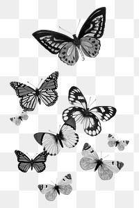 Grayscale butterflies png sticker, insect transparent background